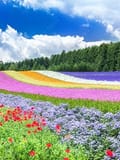 北海道