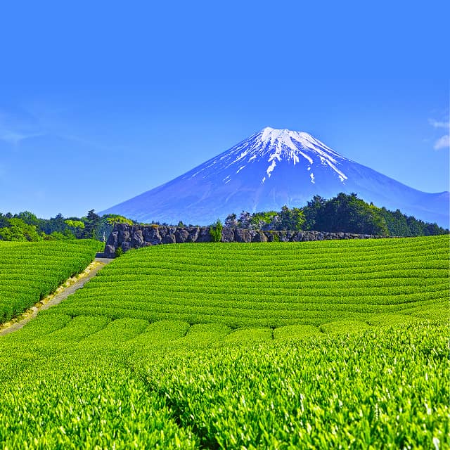 東海