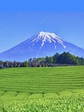 東海
